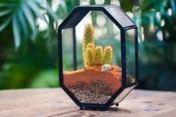 Mini 5x7 Inches Octagon Shape Glass Geometric Terrarium Enclosure With Side Vent For Small Insect, Jumping Spider -Glass Plant Store IMG 6463 2
