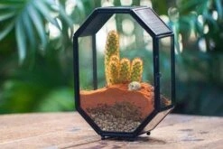 Mini 5x7 Inches Octagon Shape Glass Geometric Terrarium Enclosure With Side Vent For Small Insect, Jumping Spider -Glass Plant Store IMG 6463