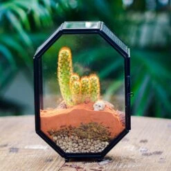 Mini 5x7 Inches Octagon Shape Glass Geometric Terrarium Enclosure With Side Vent For Small Insect, Jumping Spider -Glass Plant Store IMG 6465 2 12fb238e c097 44af a41e c9112a2aec00