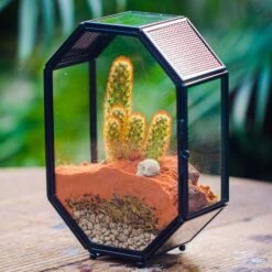 Mini 5x7 Inches Octagon Shape Glass Geometric Terrarium Enclosure With Side Vent For Small Insect, Jumping Spider -Glass Plant Store IMG 6467
