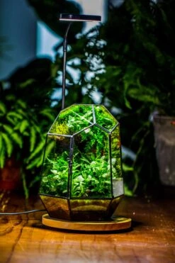 NCYP Customizable Tabletop Natural Wood Round Board LED Grow Display Light Indoor 10W For Terrarium Succulent Fern Bonsai Moss -35cm -Glass Plant Store IMG 6469 229d9ef6 7a3d 488a 8aa8 974e4f0ec423