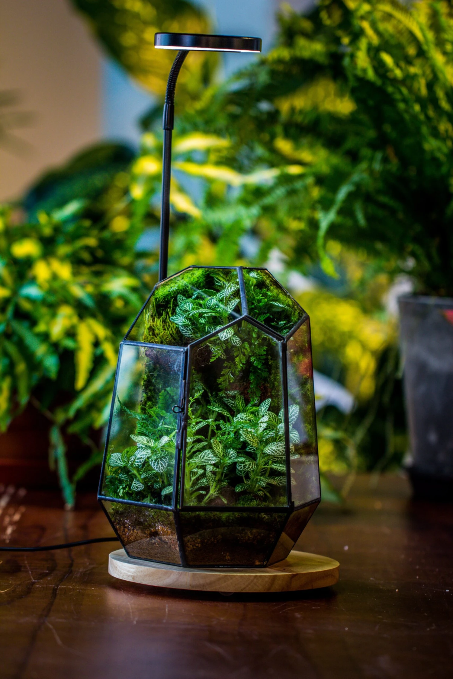 NCYP Customizable Tabletop Natural Wood Round Board LED Grow Display Light Indoor 10W For Terrarium Succulent Fern Bonsai Moss -40cm 6 NCYP Customizable Tabletop Natural Wood Round Board LED Grow Display Light Indoor 10W For Terrarium Succulent Fern Bonsai Moss -40cm - Image 6