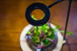 NCYP Customizable Tabletop Natural Wood Round Board LED Grow Display Light Indoor 10W For Terrarium Succulent Fern Bonsai Moss -40cm 18 NCYP Customizable Tabletop Natural Wood Round Board LED Grow Display Light Indoor 10W For Terrarium Succulent Fern Bonsai Moss -40cm -Glass Plant Store IMG 6480 57e9a52f 2f62 43d9 8d37 68517bb3f6f2