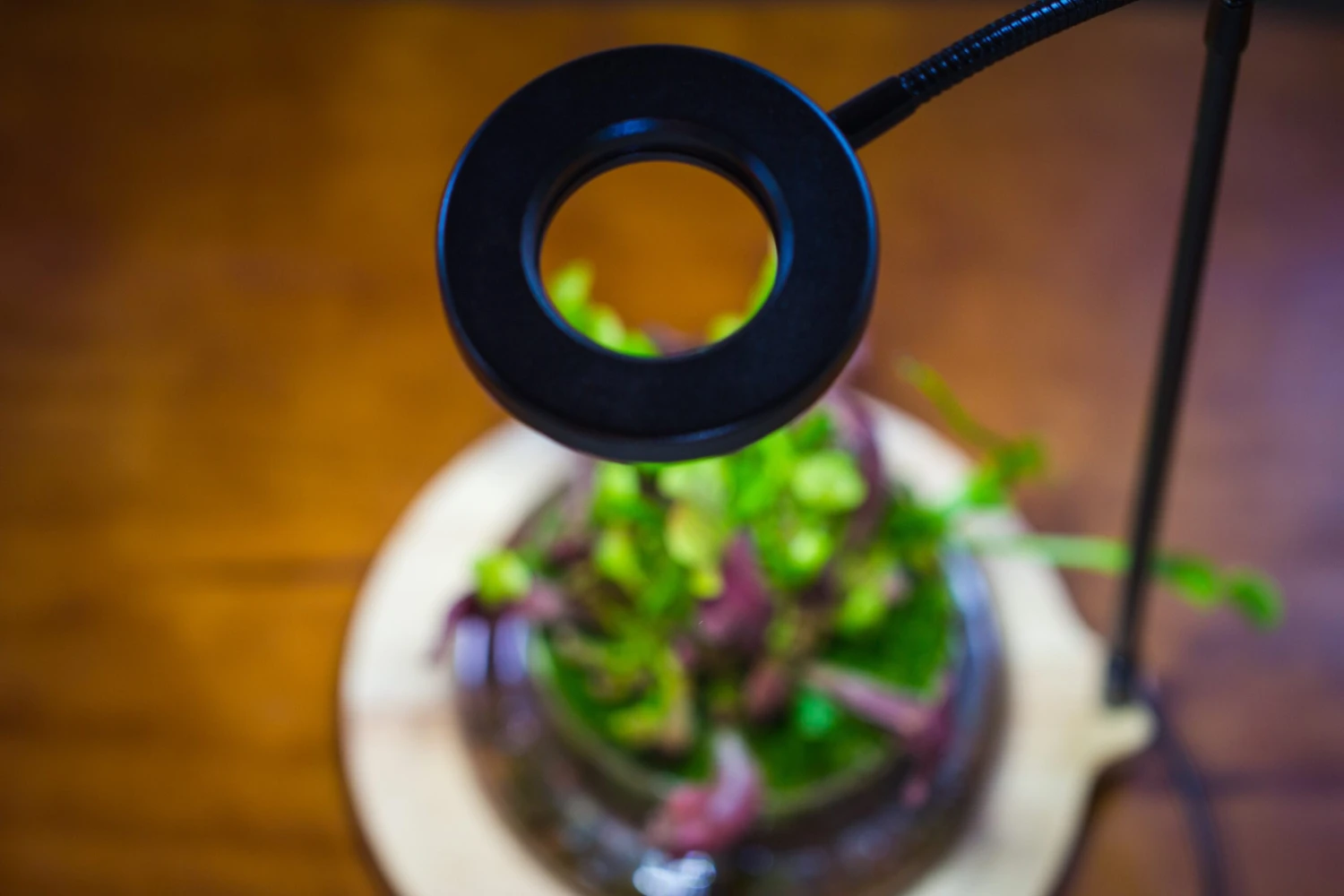 NCYP Customizable Tabletop Natural Wood Round Board LED Grow Display Light Indoor 10W For Terrarium Succulent Fern Bonsai Moss -40cm 8 NCYP Customizable Tabletop Natural Wood Round Board LED Grow Display Light Indoor 10W For Terrarium Succulent Fern Bonsai Moss -40cm - Image 8