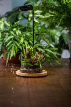 NCYP Customizable Tabletop Natural Wood Round Board LED Grow Display Light Indoor 10W For Terrarium Succulent Fern Bonsai Moss -35cm -Glass Plant Store IMG 6484 60fd08c1 124c 455e bbbd 6d89c8b6436f