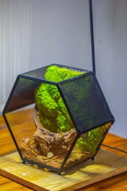 Handmade Hexagon Glass Geometric Terrarium Enclosure With Mesh Vents For Small Insects -Glass Plant Store IMG 6562 3b0657f5 34ec 46a2 9795 ace8b727f67d