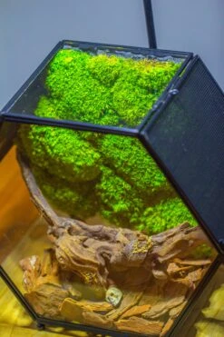Handmade Hexagon Glass Geometric Terrarium Enclosure With Mesh Vents For Small Insects -Glass Plant Store IMG 6566 5b03f0d2 713a 471c 9843 d80d787c12e9