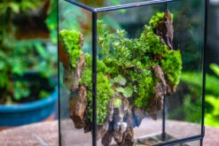 5-12cm Natural Ohko Dragon Stone Rock For Terrarium, Aquarium Bonsai Landscape, 500g 26 5-12cm Natural Ohko Dragon Stone Rock For Terrarium, Aquarium Bonsai Landscape, 500g -Glass Plant Store IMG 6568 27b59d28 8286 4446 a5d0 9d891bf45d71