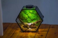 Handmade Hexagon Glass Geometric Terrarium Enclosure With Mesh Vents For Small Insects -Glass Plant Store IMG 6570 5f230887 4533 4ecf bdae 809b9a5e4eb4