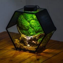 Handmade Hexagon Glass Geometric Terrarium Enclosure With Mesh Vents For Small Insects -Glass Plant Store IMG 6573 2