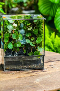 Close Geometric Glass Tin Terrarium , Watertight, 8x10" Container For Moss Wall, Fern, Landscape Waterpond, No Plants, Customizable -Glass Plant Store IMG 6584