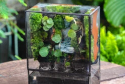 5-8cm Black Horticultural Lava Rock Volcanic Rock For Terrarium, Bonsai Landscape, 500g 19 5-8cm Black Horticultural Lava Rock Volcanic Rock For Terrarium, Bonsai Landscape, 500g -Glass Plant Store IMG 6598 2