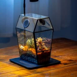 Coffin-Shaped Tin Glass Terrarium Enclosure, Gothic Style, For Jumping Spider, Insects, Snails 39 Coffin-Shaped Tin Glass Terrarium Enclosure, Gothic Style, For Jumping Spider, Insects, Snails -Glass Plant Store IMG 6715 2