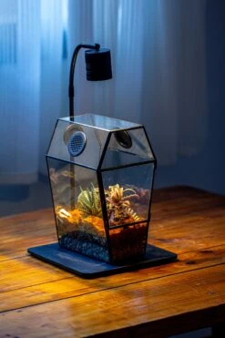 Coffin-Shaped Tin Glass Terrarium Enclosure, Gothic Style, For Jumping Spider, Insects, Snails 37 Coffin-Shaped Tin Glass Terrarium Enclosure, Gothic Style, For Jumping Spider, Insects, Snails -Glass Plant Store IMG 6715
