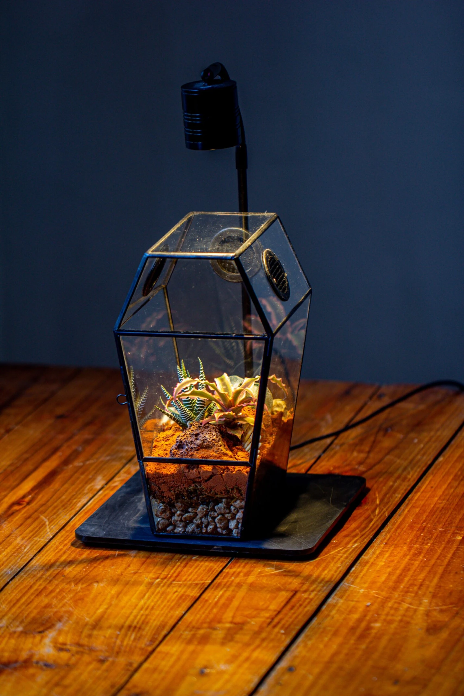 Coffin-Shaped Tin Glass Terrarium Enclosure, Gothic Style, For Jumping Spider, Insects, Snails 17 Coffin-Shaped Tin Glass Terrarium Enclosure, Gothic Style, For Jumping Spider, Insects, Snails - Image 17