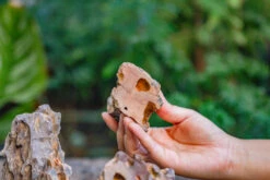 2-6" / 5-15cm Cutted Flat Bottom Natural Ohko Dragon Stone Rock For Terrarium, Aquarium Bonsai Landscape, 2kg/4.4lb, With DIY Tools 25 2-6" / 5-15cm Cutted Flat Bottom Natural Ohko Dragon Stone Rock For Terrarium, Aquarium Bonsai Landscape, 2kg/4.4lb, With DIY Tools -Glass Plant Store IMG 6741