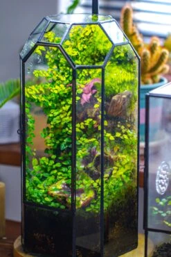 Vintage Tall Octagon Geometric Tin Glass Terrarium , 12.6" , Close, Suitable For Tall Plants, Orchid, Small Begonia Pitcher, Micro Landscape 29 Vintage Tall Octagon Geometric Tin Glass Terrarium , 12.6" , Close, Suitable For Tall Plants, Orchid, Small Begonia Pitcher, Micro Landscape -Glass Plant Store IMG 6864 77d9ad34 872c 4861 9318 514a946975e8