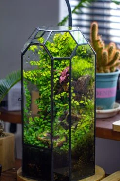 Vintage Tall Octagon Geometric Tin Glass Terrarium , 12.6" , Close, Suitable For Tall Plants, Orchid, Small Begonia Pitcher, Micro Landscape 32 Vintage Tall Octagon Geometric Tin Glass Terrarium , 12.6" , Close, Suitable For Tall Plants, Orchid, Small Begonia Pitcher, Micro Landscape -Glass Plant Store IMG 6867 518d7f65 cbd1 4633 8cd4 373662b671e4