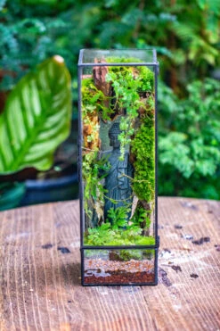 NCYP Close 11.8" Tall Geometric Glass Terrarium With Door Building DIY Set, With Buddha, Dragon Rocks, Planting Materials 27 NCYP Close 11.8" Tall Geometric Glass Terrarium With Door Building DIY Set, With Buddha, Dragon Rocks, Planting Materials -Glass Plant Store IMG 6912