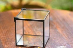 Cube Mini 4 Inches Moss Geometric Glass Terrarium DIY Set 36 Cube Mini 4 Inches Moss Geometric Glass Terrarium DIY Set -Glass Plant Store IMG 6946 7407b080 1156 4125 9ad7 04fea6f27761