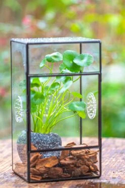 NCYP Rectangle Tin And Glass Geometric Terrarium, With Side Door, With Mesh / Vent Holes For Small Insects Pet 22 NCYP Rectangle Tin And Glass Geometric Terrarium, With Side Door, With Mesh / Vent Holes For Small Insects Pet -Glass Plant Store IMG 6960