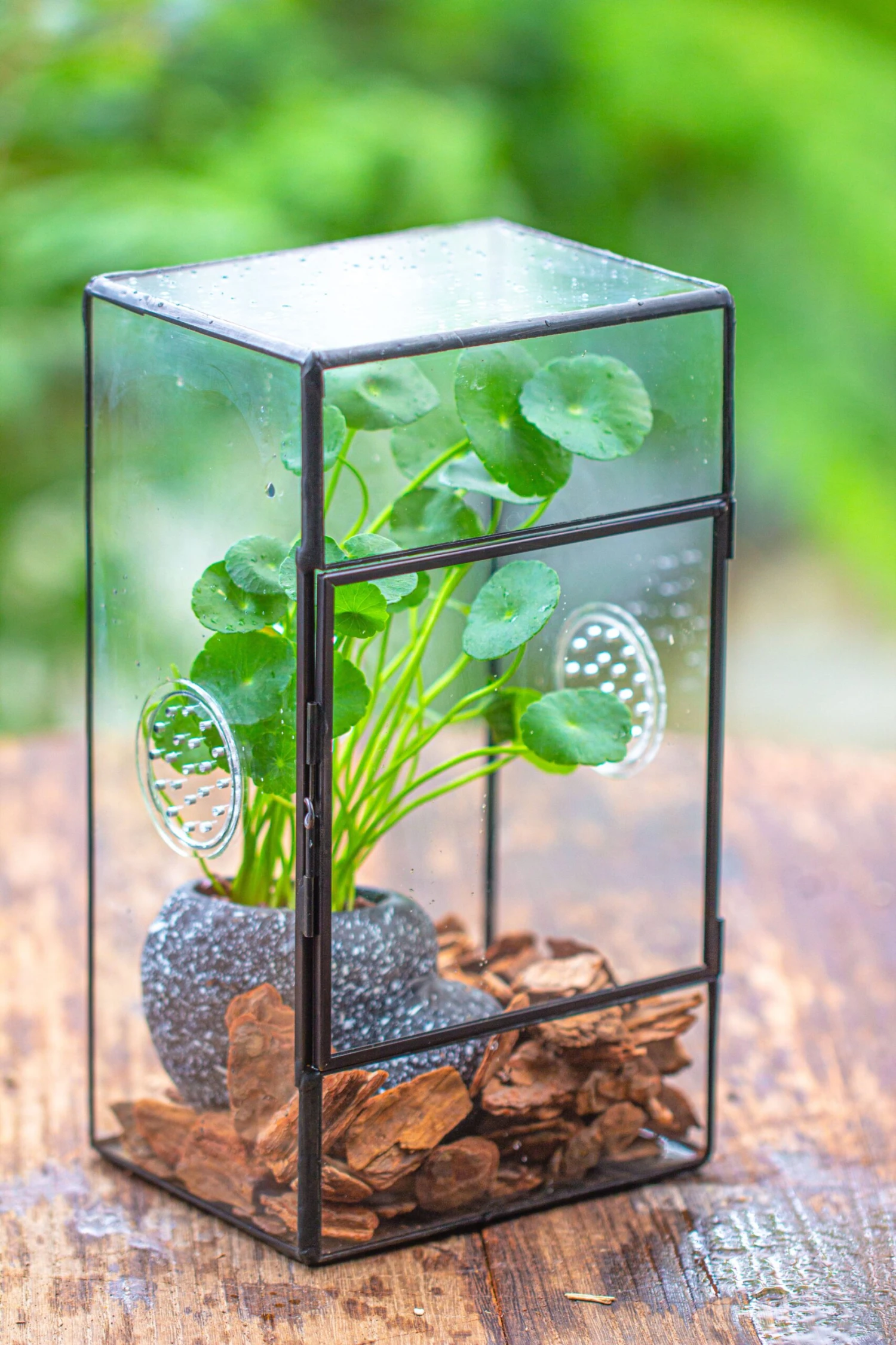 NCYP Rectangle Tin And Glass Geometric Terrarium, With Side Door, With Mesh / Vent Holes For Small Insects Pet 4 NCYP Rectangle Tin And Glass Geometric Terrarium, With Side Door, With Mesh / Vent Holes For Small Insects Pet - Image 4