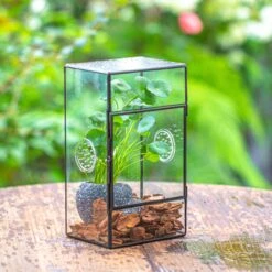 NCYP Rectangle Tin And Glass Geometric Terrarium, With Side Door, With Mesh / Vent Holes For Small Insects Pet 25 NCYP Rectangle Tin And Glass Geometric Terrarium, With Side Door, With Mesh / Vent Holes For Small Insects Pet -Glass Plant Store IMG 6962 2
