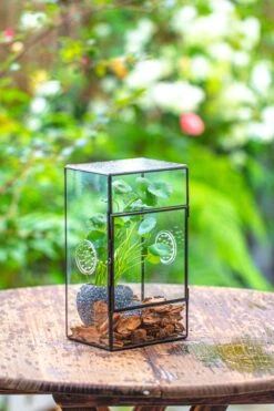 NCYP Rectangle Tin And Glass Geometric Terrarium, With Side Door, With Mesh / Vent Holes For Small Insects Pet 24 NCYP Rectangle Tin And Glass Geometric Terrarium, With Side Door, With Mesh / Vent Holes For Small Insects Pet -Glass Plant Store IMG 6962