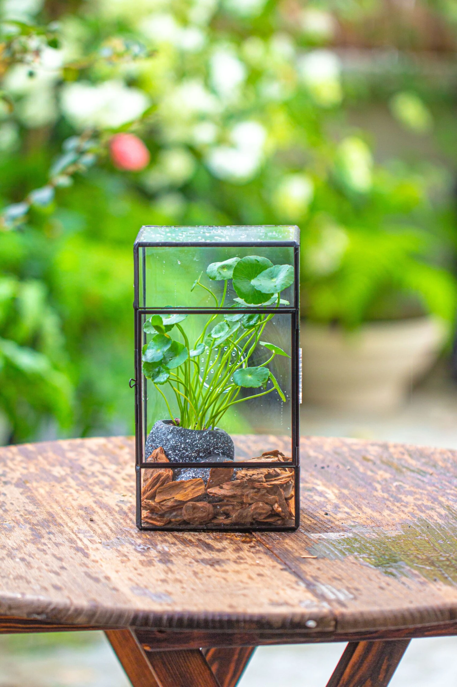 NCYP Rectangle Tin And Glass Geometric Terrarium, With Side Door, With Mesh / Vent Holes For Small Insects Pet 7 NCYP Rectangle Tin And Glass Geometric Terrarium, With Side Door, With Mesh / Vent Holes For Small Insects Pet - Image 7
