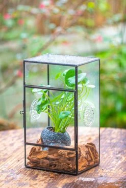 NCYP Rectangle Tin And Glass Geometric Terrarium, With Side Door, With Mesh / Vent Holes For Small Insects Pet 28 NCYP Rectangle Tin And Glass Geometric Terrarium, With Side Door, With Mesh / Vent Holes For Small Insects Pet -Glass Plant Store IMG 6964