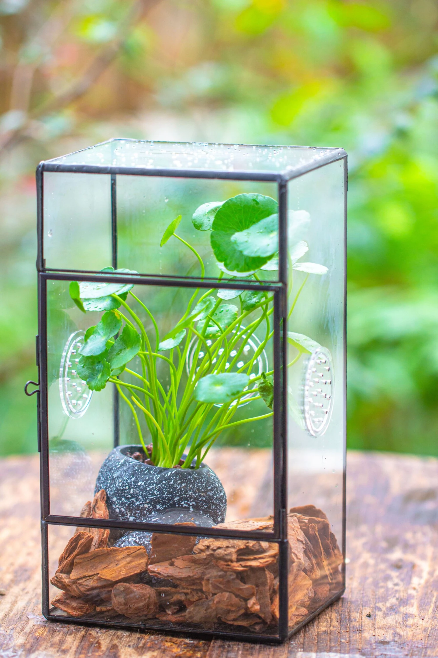 NCYP Rectangle Tin And Glass Geometric Terrarium, With Side Door, With Mesh / Vent Holes For Small Insects Pet 11 NCYP Rectangle Tin And Glass Geometric Terrarium, With Side Door, With Mesh / Vent Holes For Small Insects Pet - Image 11