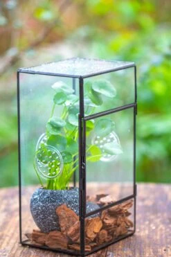 NCYP Rectangle Tin And Glass Geometric Terrarium, With Side Door, With Mesh / Vent Holes For Small Insects Pet 31 NCYP Rectangle Tin And Glass Geometric Terrarium, With Side Door, With Mesh / Vent Holes For Small Insects Pet -Glass Plant Store IMG 6967