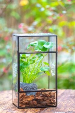 NCYP Rectangle Tin And Glass Geometric Terrarium, With Side Door, With Mesh / Vent Holes For Small Insects Pet 32 NCYP Rectangle Tin And Glass Geometric Terrarium, With Side Door, With Mesh / Vent Holes For Small Insects Pet -Glass Plant Store IMG 6968