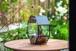 Handmade Octagon Glass Geometric Terrarium With Side Vent, Spider Terrarium, Jumping Spider/Snail Terrarium, Jumping Spider Enclosure 28 Handmade Octagon Glass Geometric Terrarium With Side Vent, Spider Terrarium, Jumping Spider/Snail Terrarium, Jumping Spider Enclosure -Glass Plant Store IMG 6987