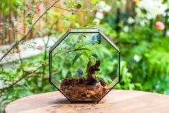 Handmade Octagon Glass Geometric Terrarium With Side Vent, Spider Terrarium, Jumping Spider/Snail Terrarium, Jumping Spider Enclosure 35 Handmade Octagon Glass Geometric Terrarium With Side Vent, Spider Terrarium, Jumping Spider/Snail Terrarium, Jumping Spider Enclosure -Glass Plant Store IMG 6990