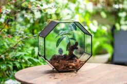 Handmade Octagon Glass Geometric Terrarium With Side Vent, Spider Terrarium, Jumping Spider/Snail Terrarium, Jumping Spider Enclosure 32 Handmade Octagon Glass Geometric Terrarium With Side Vent, Spider Terrarium, Jumping Spider/Snail Terrarium, Jumping Spider Enclosure -Glass Plant Store IMG 6991