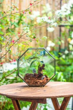 Handmade Octagon Glass Geometric Terrarium With Side Vent, Spider Terrarium, Jumping Spider/Snail Terrarium, Jumping Spider Enclosure 29 Handmade Octagon Glass Geometric Terrarium With Side Vent, Spider Terrarium, Jumping Spider/Snail Terrarium, Jumping Spider Enclosure -Glass Plant Store IMG 6993