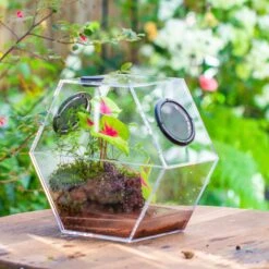 Handmade Extra Large Acrylic Hexagon Watertight Enclosure Terrarium With Mesh Vents, Feed Hole For Insects, Vivarium, Enclosure Only -Glass Plant Store IMG 7007 2 61aee044 50b5 47d7 8bae bf4f3a7fbf9c