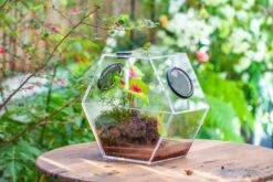 Handmade Extra Large Acrylic Hexagon Watertight Enclosure Terrarium With Mesh Vents, Feed Hole For Insects, Vivarium, Enclosure Only -Glass Plant Store IMG 7007 e4699057 d825 46f4 815d 0dceeda94f44