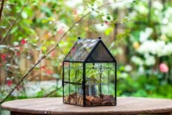 NCYP Vintage House Shape Glass Geometric Terrarium, With Side Door, With Mesh Vent Holes For Small Insects Pet 37 NCYP Vintage House Shape Glass Geometric Terrarium, With Side Door, With Mesh Vent Holes For Small Insects Pet -Glass Plant Store IMG 7026