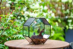Handmade Octagon Glass Geometric Terrarium With Side Vent, Spider Terrarium, Jumping Spider/Snail Terrarium, Jumping Spider Enclosure 38 Handmade Octagon Glass Geometric Terrarium With Side Vent, Spider Terrarium, Jumping Spider/Snail Terrarium, Jumping Spider Enclosure -Glass Plant Store IMG 7035 51232fc2 60ee 4bae bfaa 0990a3d2eeff