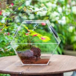 Handmade Extra Large Acrylic Hexagon Watertight Enclosure Terrarium With Mesh Vents, Feed Hole For Insects, Vivarium, Enclosure Only -Glass Plant Store IMG 7043 2 d3de226f f0a7 4ce0 8efd 80d3b89ecfcf