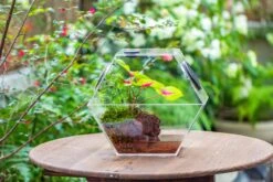 Handmade Extra Large Acrylic Hexagon Watertight Enclosure Terrarium With Mesh Vents, Feed Hole For Insects, Vivarium, Enclosure Only -Glass Plant Store IMG 7043 377d6804 ff7b 41dc b695 ecb13868d243
