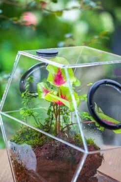 Handmade Extra Large Acrylic Hexagon Watertight Enclosure Terrarium With Mesh Vents, Feed Hole For Insects, Vivarium, Enclosure Only -Glass Plant Store IMG 7049 8fea0902 6161 48d6 8e08 4aa2e862d8b4