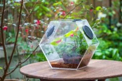 Handmade Extra Large Acrylic Hexagon Watertight Enclosure Terrarium With Mesh Vents, Feed Hole For Insects, Vivarium, Enclosure Only -Glass Plant Store IMG 7060