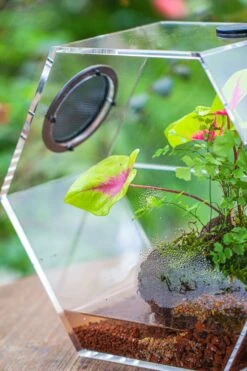 Handmade Extra Large Acrylic Hexagon Watertight Enclosure Terrarium With Mesh Vents, Feed Hole For Insects, Vivarium, Enclosure Only -Glass Plant Store IMG 7065
