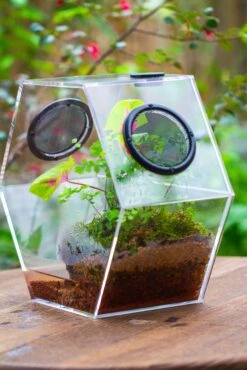 Handmade Extra Large Acrylic Hexagon Watertight Enclosure Terrarium With Mesh Vents, Feed Hole For Insects, Vivarium, Enclosure Only -Glass Plant Store IMG 7066