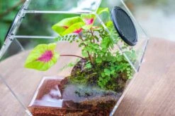 Handmade Extra Large Acrylic Hexagon Watertight Enclosure Terrarium With Mesh Vents, Feed Hole For Insects, Vivarium, Enclosure Only -Glass Plant Store IMG 7067