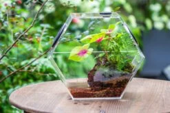 Handmade Extra Large Acrylic Hexagon Watertight Enclosure Terrarium With Mesh Vents, Feed Hole For Insects, Vivarium, Enclosure Only -Glass Plant Store IMG 7069