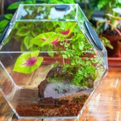 Handmade Extra Large Acrylic Hexagon Watertight Enclosure Terrarium With Mesh Vents, Feed Hole For Insects, Vivarium, Enclosure Only -Glass Plant Store IMG 7071 2